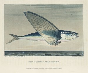 Flying Fish