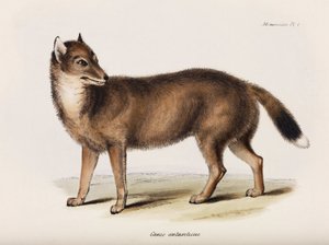 Fox, Falkland Islands