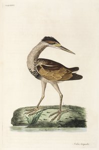 Heron by John Pardon
