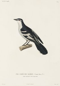 Karou Shrike, Port Praslin, New Ireland by John Pardon