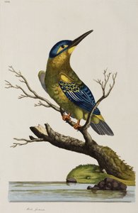 Kingfisher by John Pardon