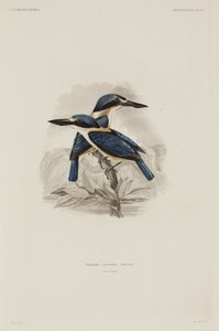 Kingfishers, Samoa by John Pardon