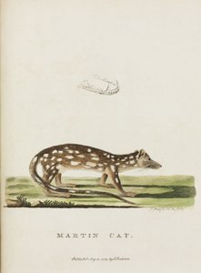 Martin Cat, Australia, c 1788