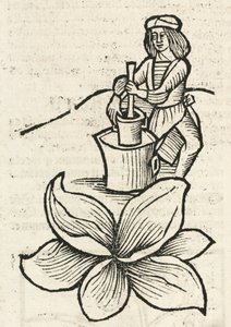 Medieval Man Using a Pestle and Mortar to Crush Plants by John Pardon