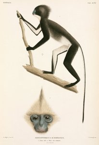 Monkeys, Sumatra, Indonesia by John Pardon