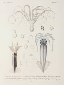 Octopus and Squid