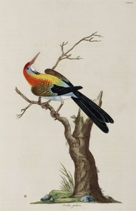 Oriole