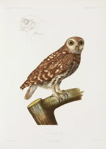 Owl, Algeria