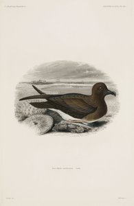 Petrel