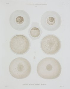 Rabbit Egg, c 1847-1859 by John Pardon
