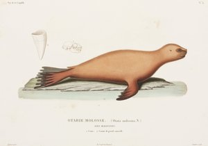 Sea Lion, Falkland Islands by John Pardon