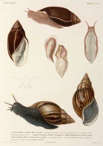 Snails, New Guinea, Madagascar and Mauritius