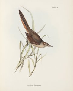 Spinetail, South America