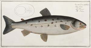 The Salmon