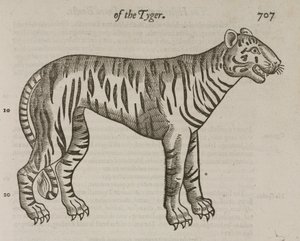The Tiger by John Pardon