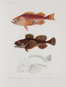 Two types of fish, Iceland, early 19th century by John Pardon