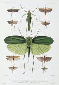Types of Insect, Tenerife and Indonesia