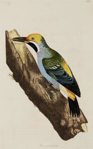 Woodpecker by John Pardon