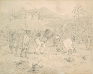 Planting the Sugar Cane, Trinidad