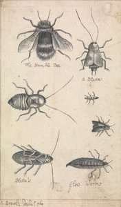 The Humble Bee and Insects by Richard Brookes
