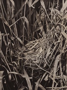 Sedge Warbler on nest