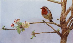 The Robin
