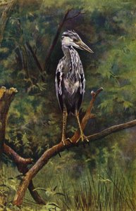 A Young Heron by Richard and Cherry Kearton