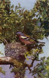 Chaffinch at Nest by Richard and Cherry Kearton
