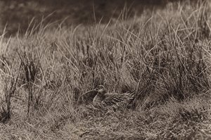 Curlew on nest by Richard and Cherry Kearton