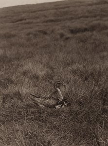 Golden Plover Covering Chicks