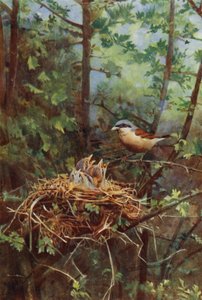 Male red-backed shrike by Richard and Cherry Kearton