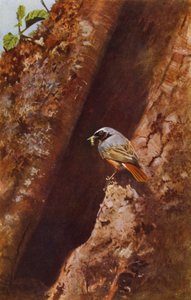 Male Redstart by Richard and Cherry Kearton