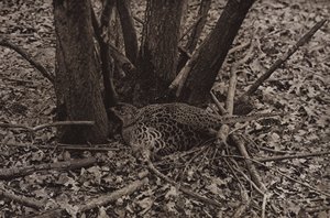Pheasant on nest