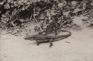 Sand lizard