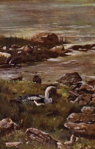 The Black-throated Diver