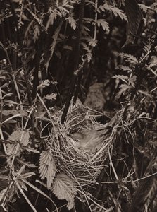 The marsh warbler