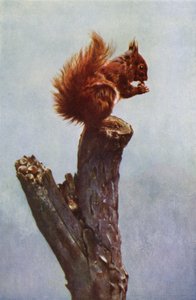 The Squirrel