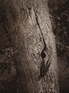 Wryneck at Nesting-hole by Richard and Cherry Kearton