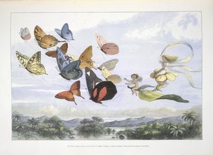 The Fairy Queen