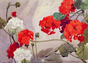 Red and White Geraniums