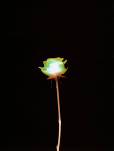 Untitled, 2007 by Richard Green