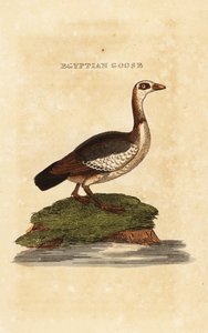 Egyptian goose, Alopochen aegyptiaca