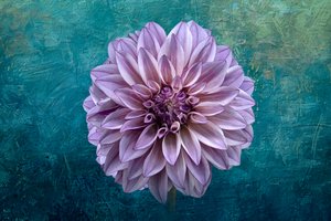 Dahlia on Teal