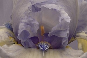 Soft Lavender Iris
