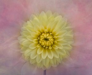 Soft Yellow Dahlia Bloom