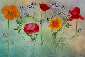 Vibrant Poppy Meadow