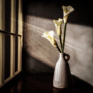 Calla Lilies in Window Light