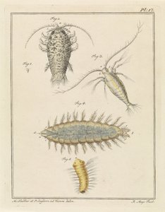 Agate Isopod, Copepod, and Bristle Worm by Robbert Muys
