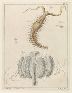 Ribbon Worm and a Comb Jelly by Robbert Muys