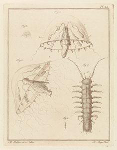 Leptomedusa and a Brackish Water Isopod by Robbert Muys